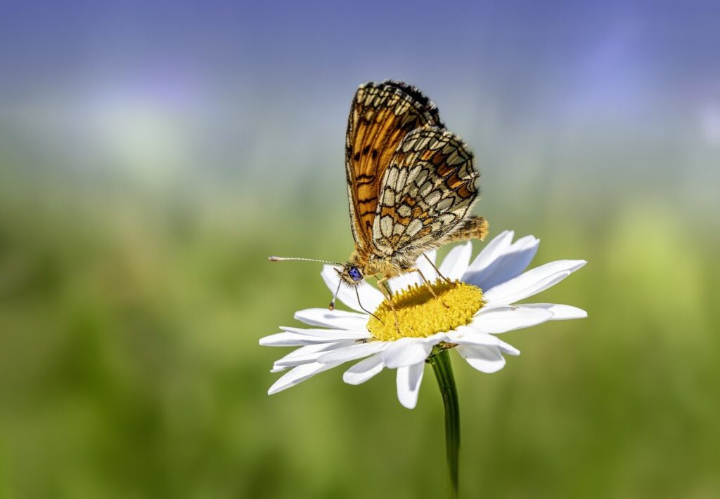 Foto: ilustracija pixabay